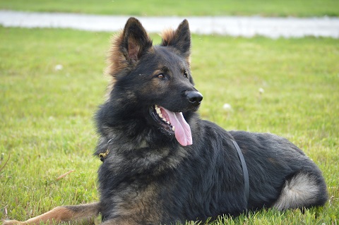 German-Shepherd-Darkp