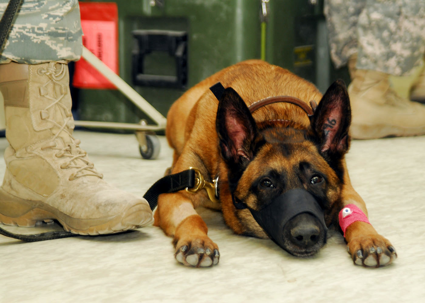 $19 Billion Later, Pentagon’s Best Bomb-Detector Is a Dog